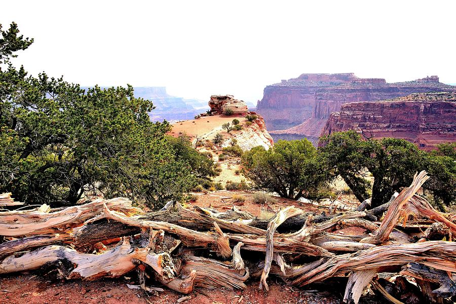 Moab Photograph - Foilage of the Canyon lands by Gerald Blaine