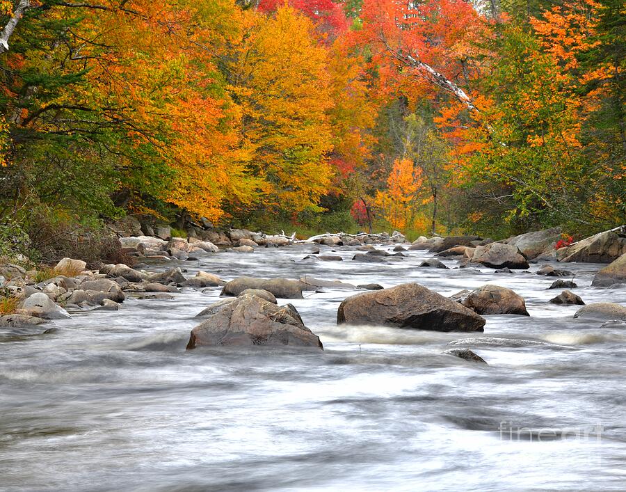 Foliage Along the River Photograph by Steve Brown