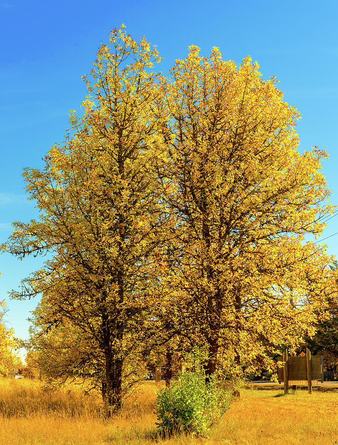 Landscape Photograph - Foliage by Dheeraj Mutha Landscape Photograph - Foliage by Dheeraj Mutha