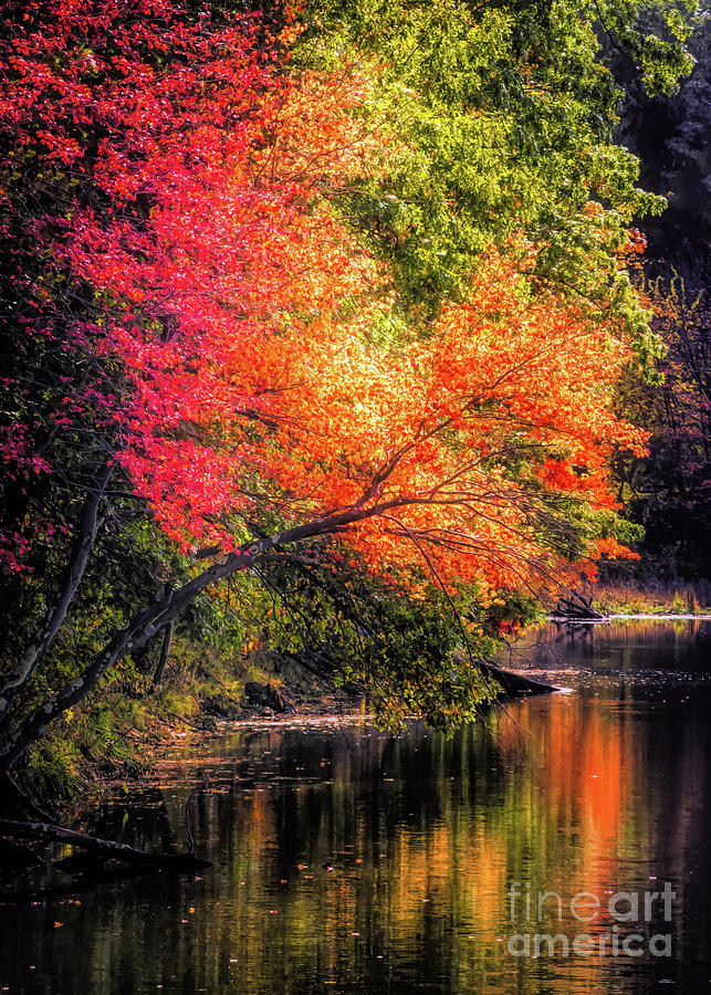 Foliage over Forge Pond Photograph by Anita Pollak