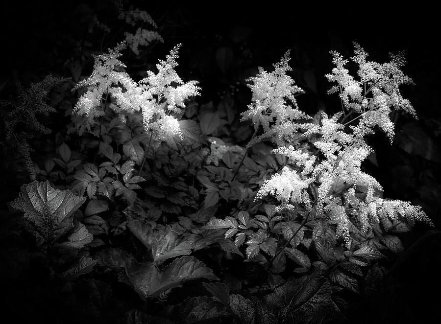 Foliage in Black White by Robert Blandy Jr Foliage in Black White by Robert Blandy Jr