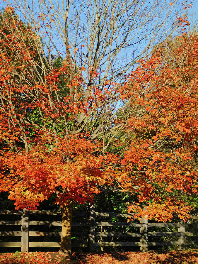 Foliage In Potomac Md1 Photograph