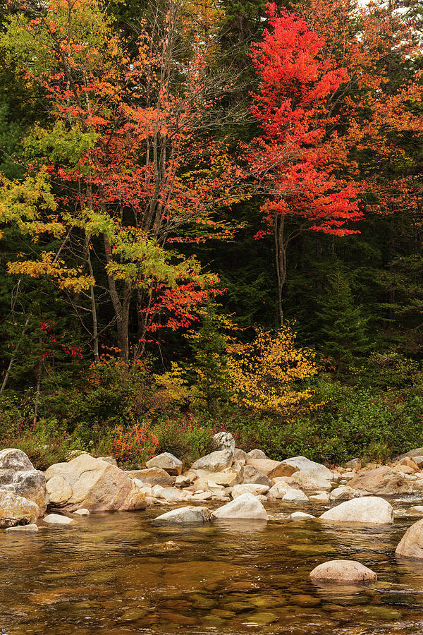 Foliage in White Mountains Photograph by Winston Chou - Fine Art America