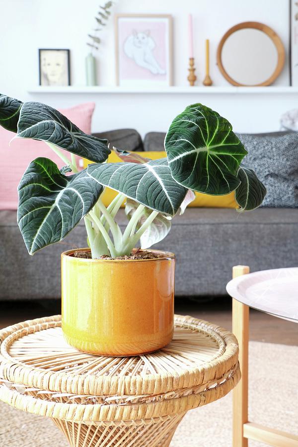 Foliage Plant In Yellow Pot In Living Room Photograph by Marij Hessel