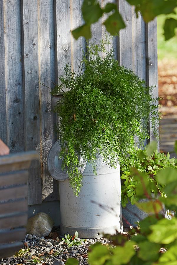 Foliage Plant On Top Of Old Milk Churn Against Faade Of Wooden House Photograph by Christoph Dpper