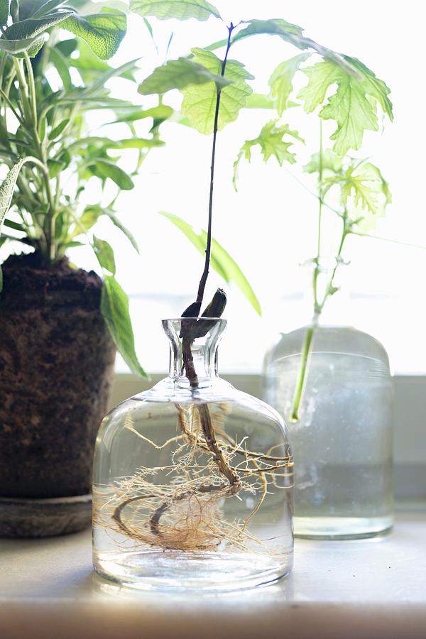 Foliage Plant With Roots In Glass Vase In Front Of Window Photograph by Cecilia Mller