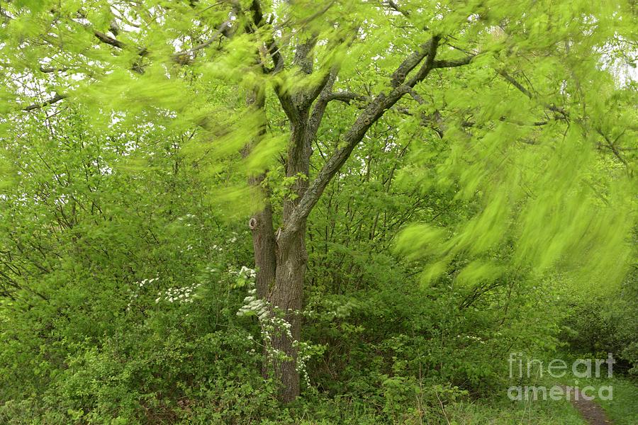 Tree Photograph - Foliage Swaying In High Wind. by David Parker/science Photo Library