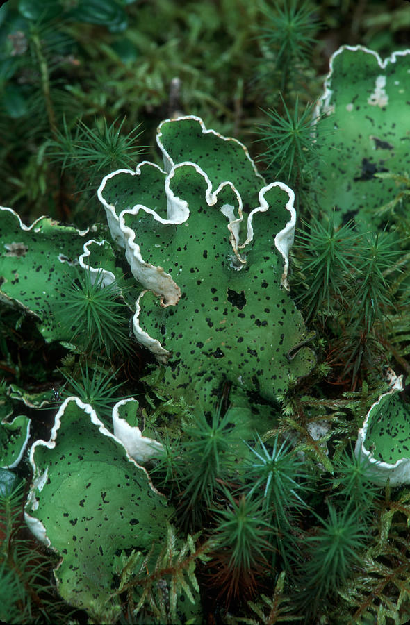 Foliose Lichen, Peltigera Aphthosa, & Photograph by Ed Reschke