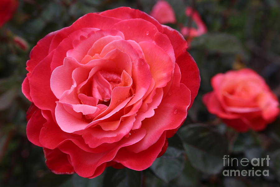 Folklorico Rose Photograph