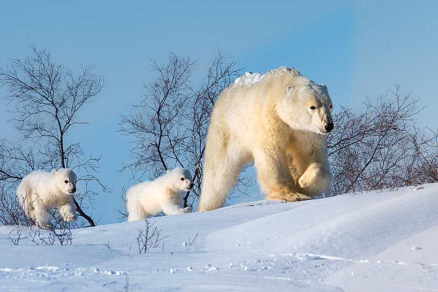 Bear Photograph - Follow Mommy! by Liwen Tao