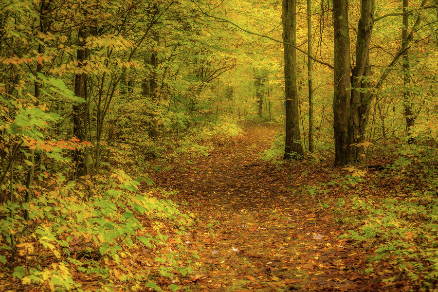 Fall Photograph - Follow the Golden path by Thomas Miller