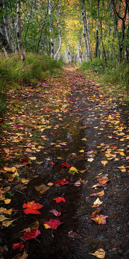 Follow the Leaves Photograph by Darylann Leonard Photography