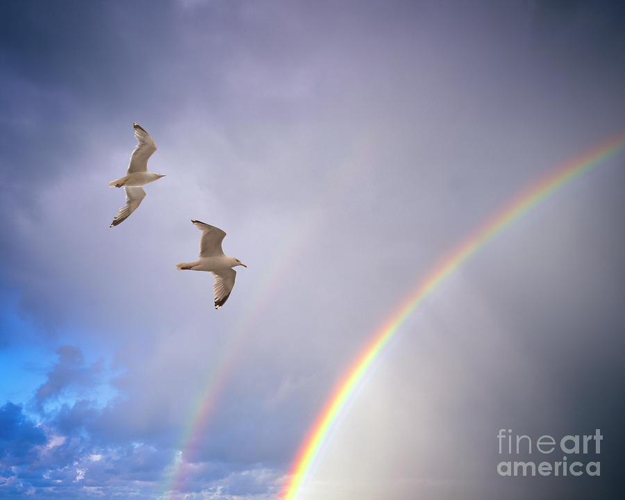 Follow the Rainbow Photograph by Edmund Nagele FRPS