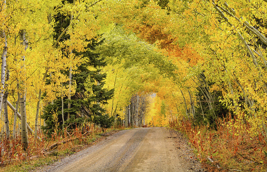 Follow the Yellow Road by Leland D Howard Follow the Yellow Road by Leland D Howard