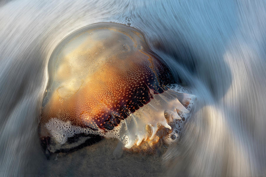 Folly Beach Cannonball Jelly Fish Photograph by Mark VanDyke Fine Art