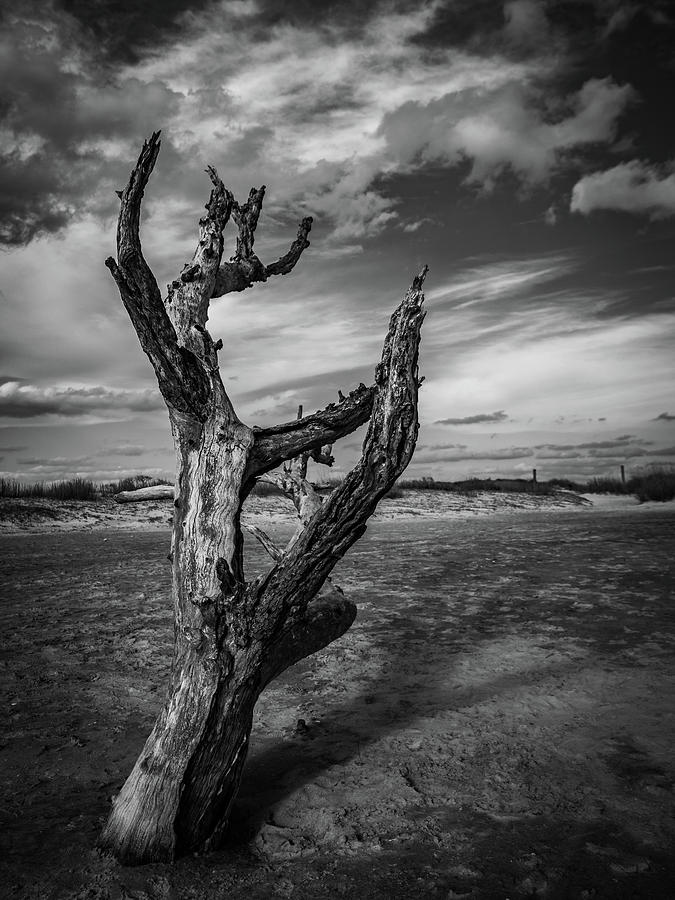 Folly Beach Lonesome Tree Photograph by Donnie Whitaker