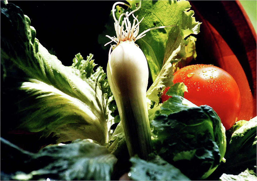 Lettuce Photograph - Food 15 by Dane