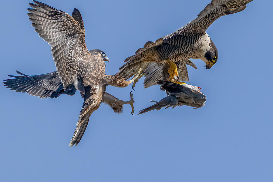 Falcon Photograph - Food Exchange by Victor Wang
