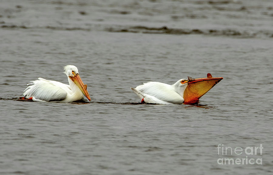 Food for One, Pelican with a Fish Photograph by Sandra Js