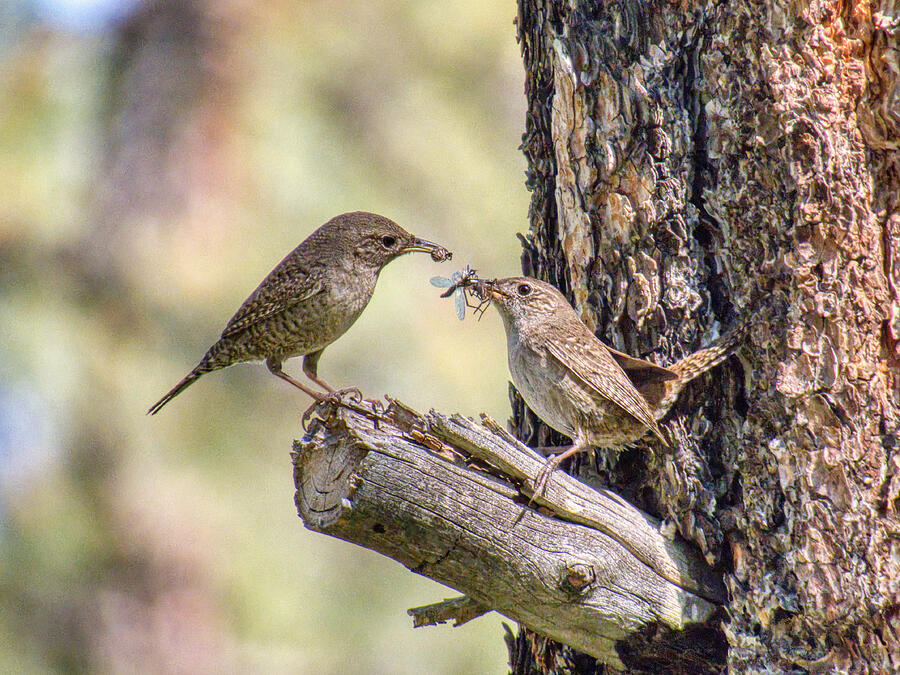 Wren Photograph - Food For The Hatchlings by Robert O Endres