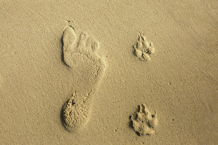 Foot print and paw prints Photograph by Julieta Belmont