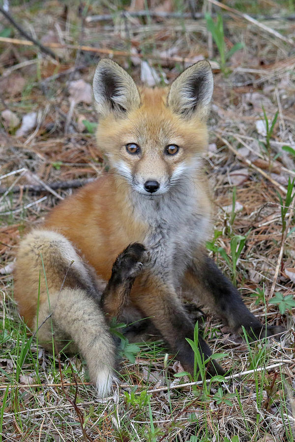 Foot Up Fox Kit Photograph by Brook Burling