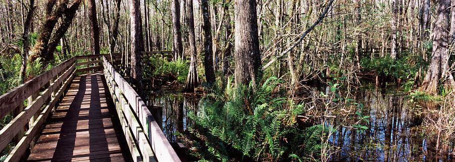 Footbridge Passing Through A Forest Photograph by Panoramic Images ...