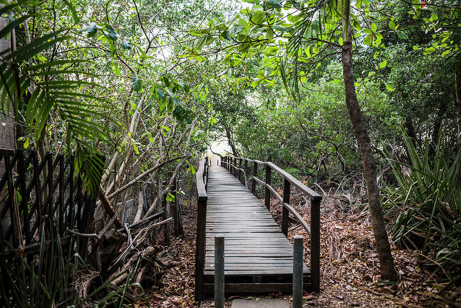 Footbridge Through Rainforest To Tamarindo Beach, Guanacaste, Costa ...