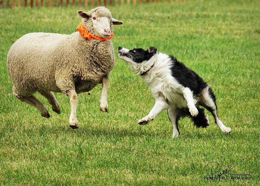 Sheep Photograph - Footloose by PiperAnne Worcester