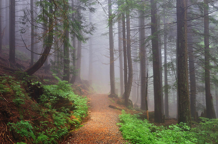 Footpath Through Forest In Fog Photograph by Jochen Schlenker