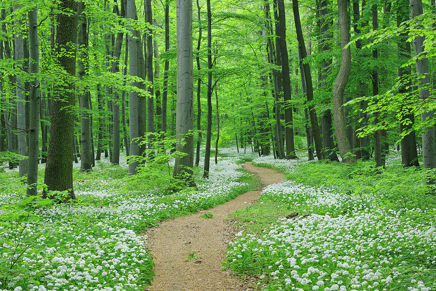 Footpath Through Ramsons Photograph by Martin Ruegner