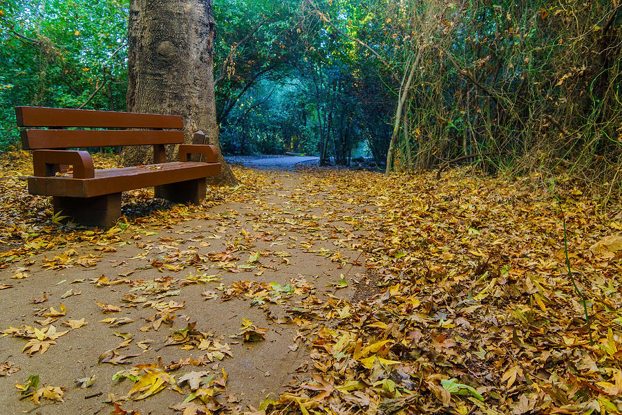 Nature Photograph - Footpath With Bench And Foliage, In Tel Dan Nature Reserve by Ran Dembo