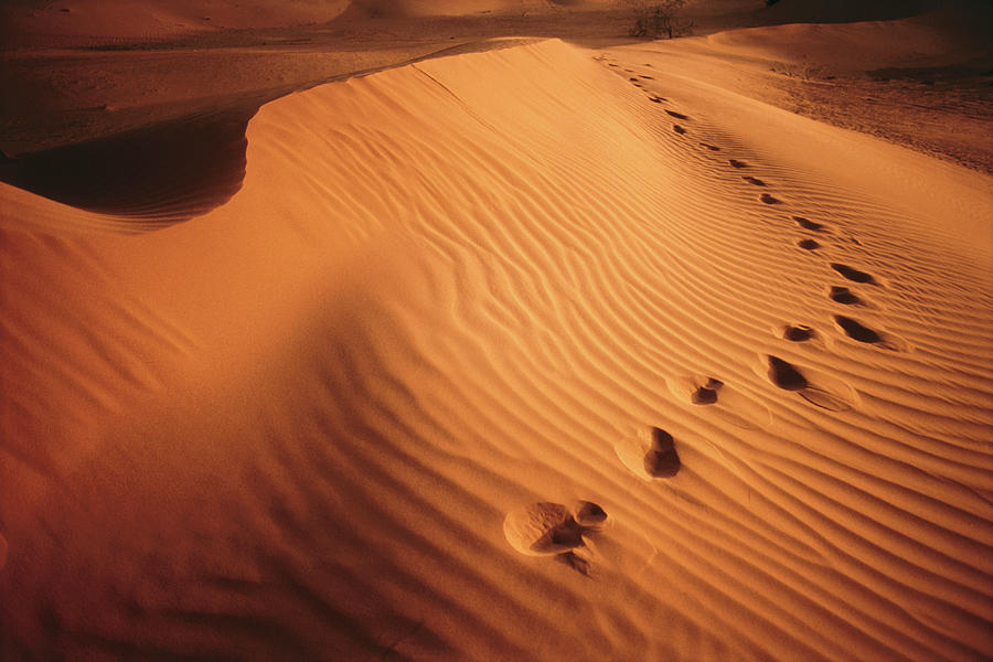 Footprints In Rippled Red Sand Of Perry Photograph by Dallas Stribley