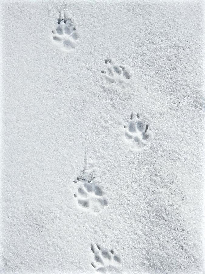 Footprints In The Snow Photograph by Kathy Ozzard Chism - Fine Art America