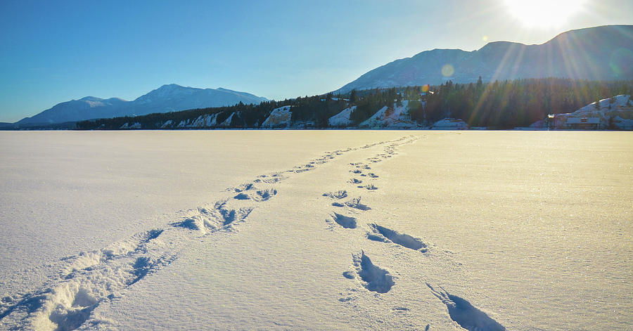 Footprints in the Snow by Shawna and Damien Richard