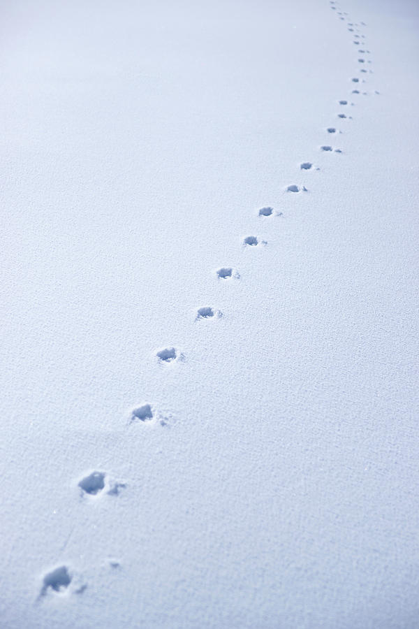 Footprints On White Snow Photograph by Juananbarrosmoreno