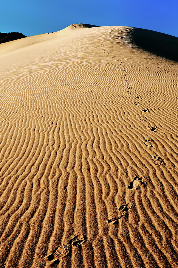 Footsteps Across Golden Sand Dunes Photograph by Photo By Sam Scholes
