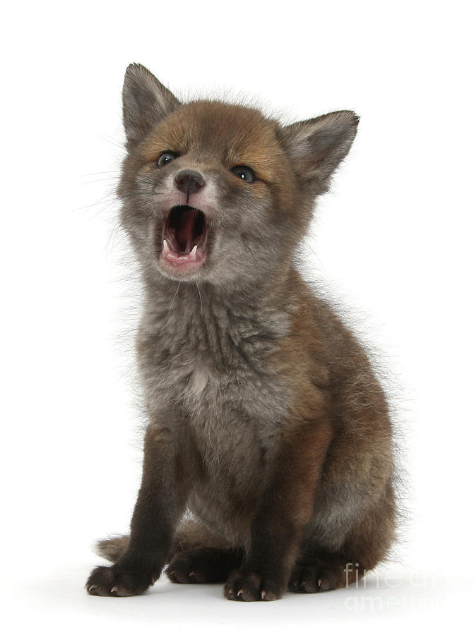 For Fox Sake by Warren Photographic For Fox Sake by Warren Photographic