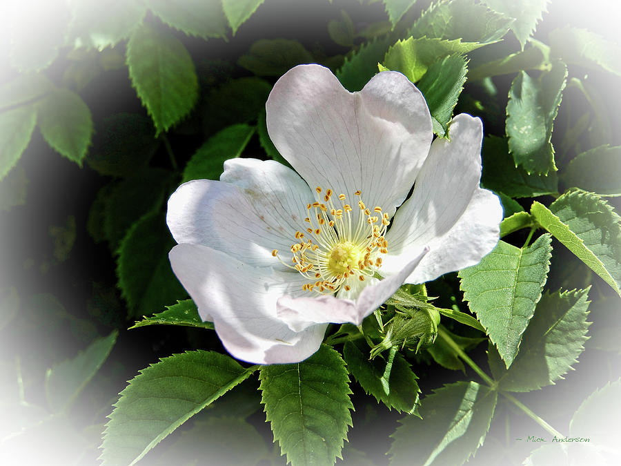 For The Love Of A Wild Rose Photograph