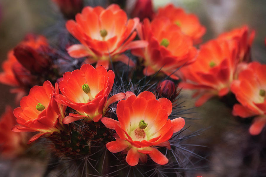 For The Love Of Cacti Flowers  Photograph by Saija Lehtonen