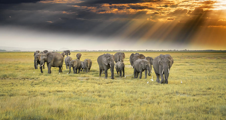Wildlife Photograph - For The Love Of Elephants by Jeffrey C. Sink