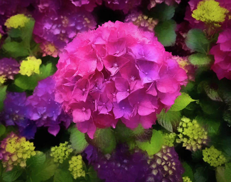 For The Love Of Hydrangeas Photograph by Thom Zehrfeld