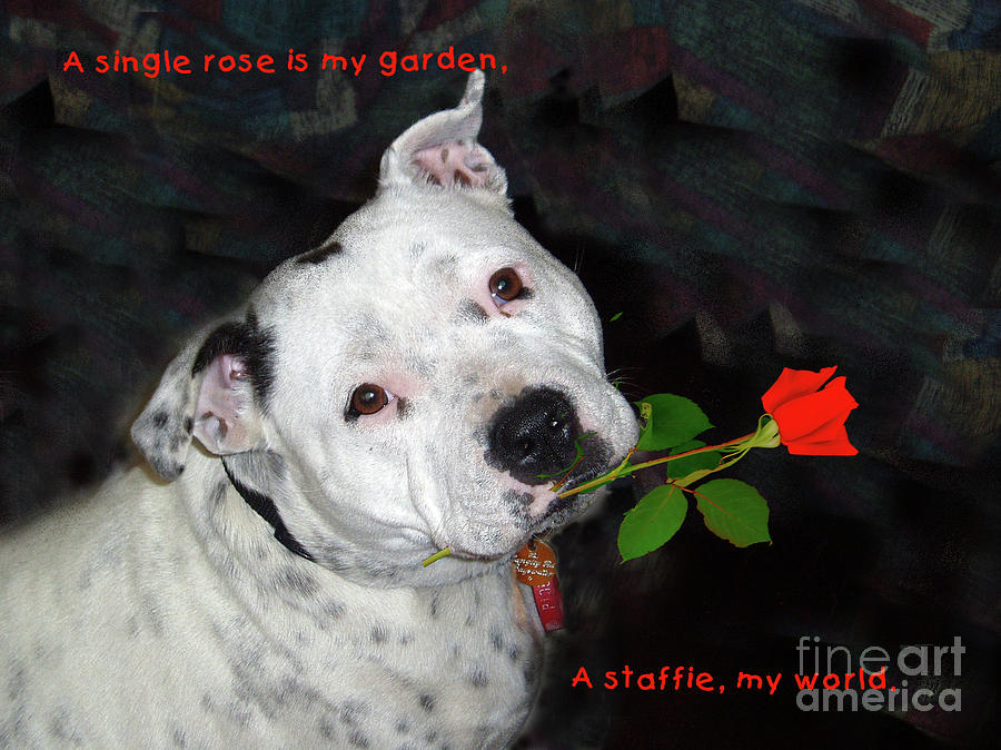 For the Love of Staffies Photograph by Elaine Teague