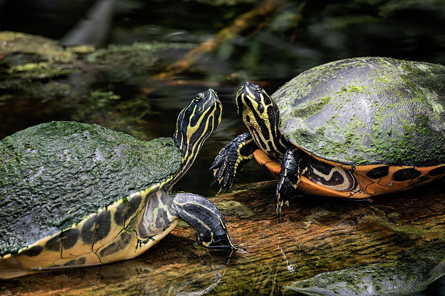 For The Love Of Turtles  Photograph by Saija Lehtonen
