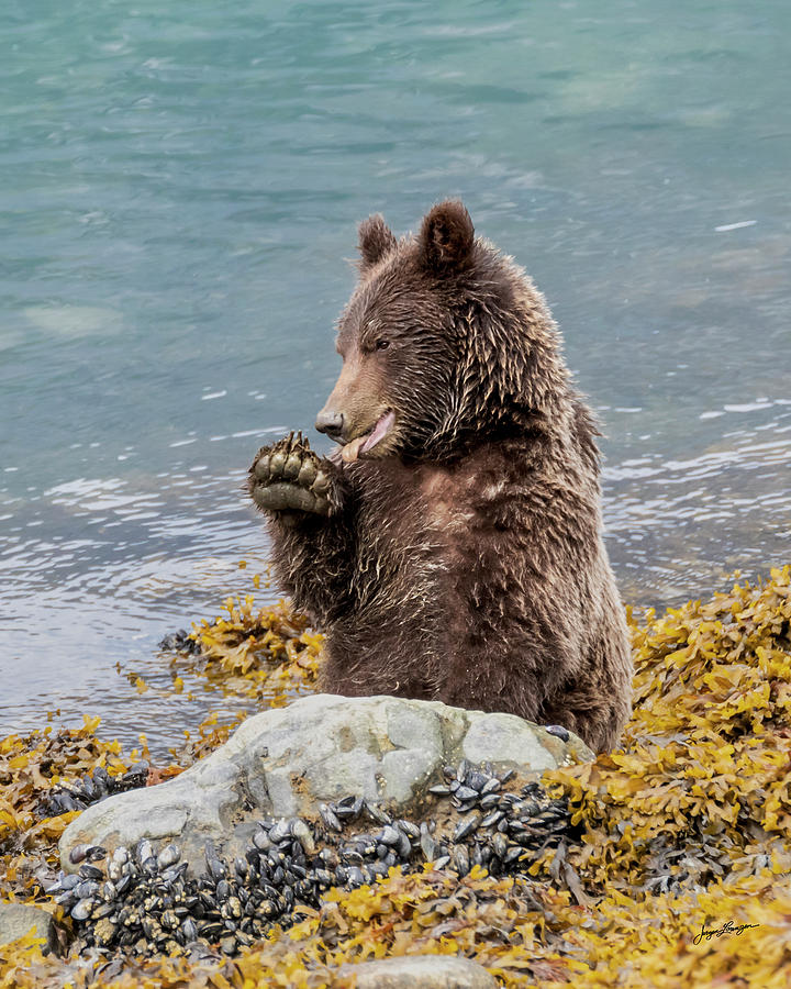 Foraging Brown Bear by Jurgen Lorenzen Foraging Brown Bear by Jurgen Lorenzen
