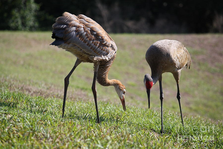 Foraging Sandhill Family Photograph by Carol Groenen