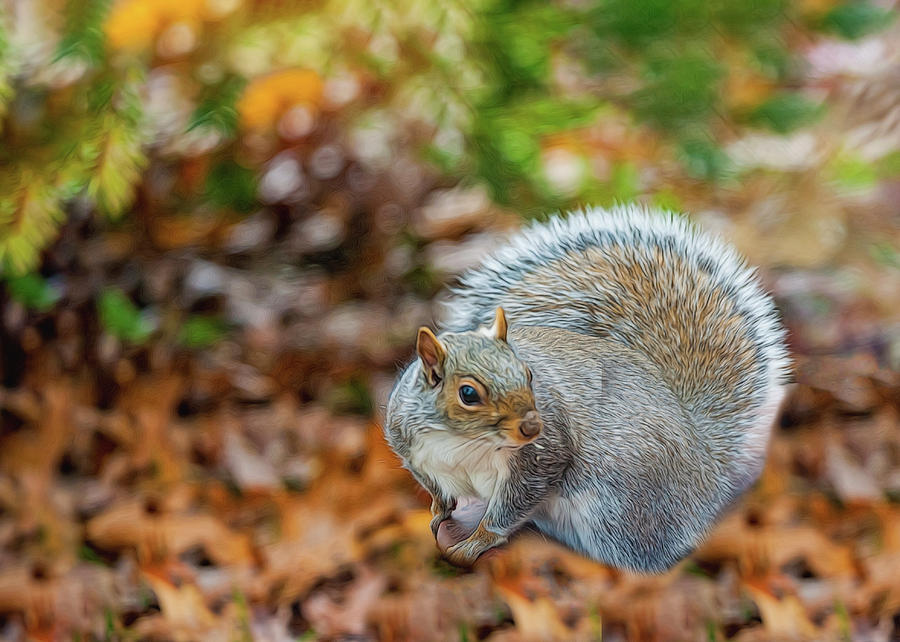 Foraging Squirrel Photograph