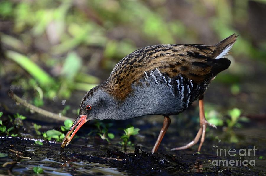 Foraging Water Rail Photograph by Colin Varndell/science Photo Library