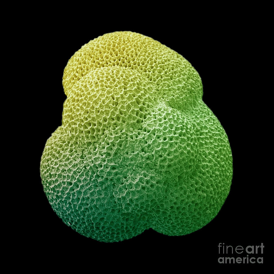 Foraminifera Are Large Shelled Amoebas Photograph by Dr. Richard Kessel And Dr. Gene Shih / Science Photo Library