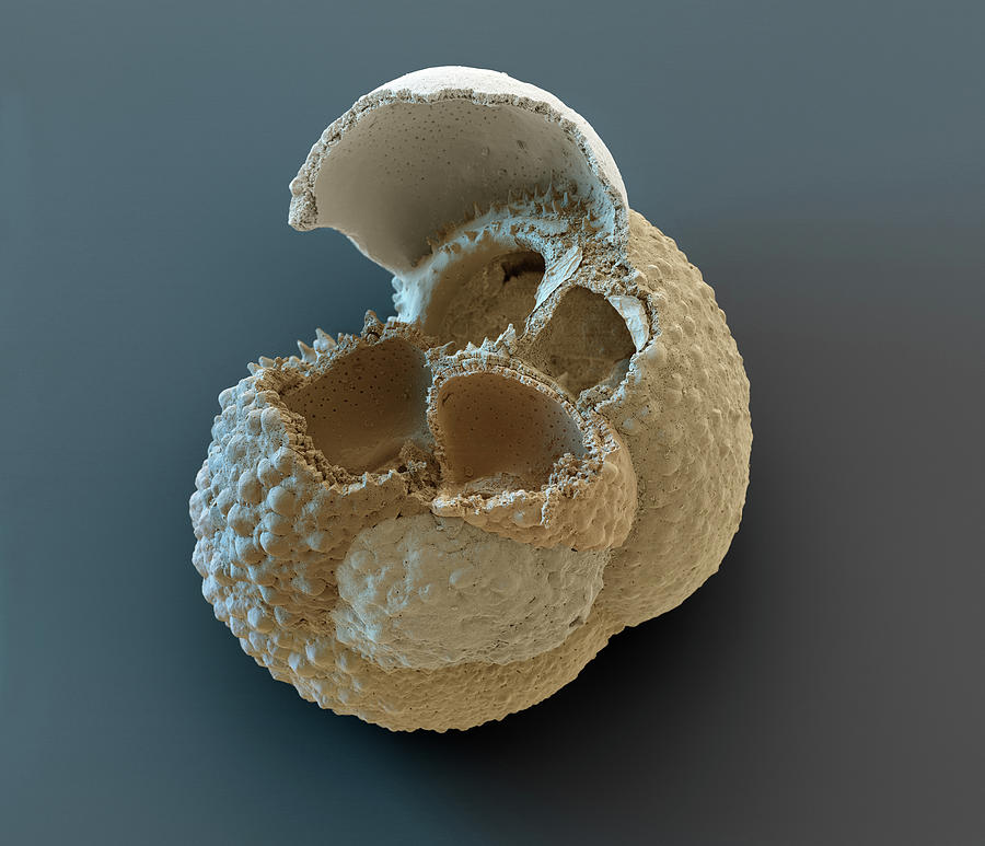 Foraminifera Globigerina Sp., Sem Photograph by Oliver Meckes EYE OF SCIENCE
